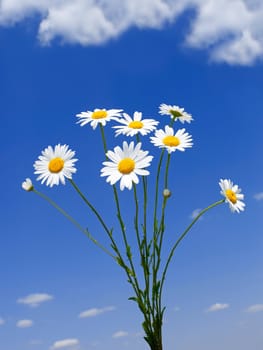 Bouquet of field daisies on a background of a blue sky and clouds