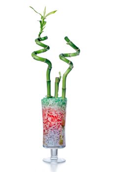 Glass jar with bamboo isolated on white background.