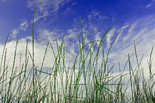 Tops of green cereal weeds on the cloudy sky background