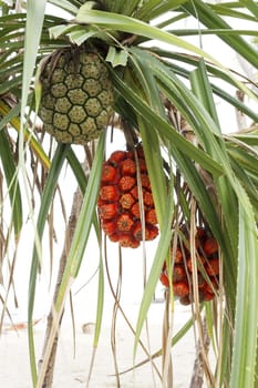 Pandanus tree or Pandanus tectorius or Pandanus odoratissimus is tropical tree grow in mangrove forest and beach