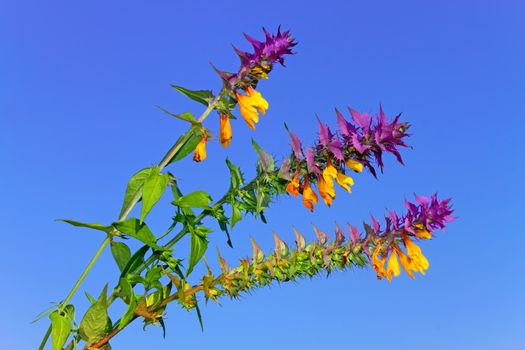 Beautiful wild flowers with green and violet leaves and yellow florets against blue sky