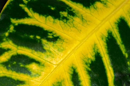 Green leaf with yellow veins closeup background.