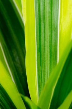 Macro photo of a green leaves.