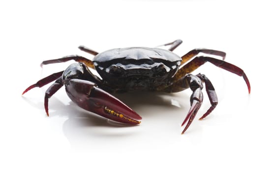 Closeup of crab on white background