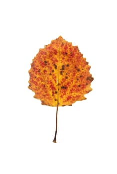 aspen tree leaf