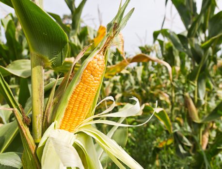 Corn on the stalk in the field