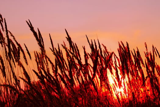 Tops of cereal weeds inflorescence on the sunset background, flame imitation