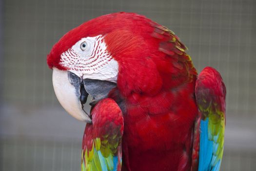 A wonderful range of colours showed by a Parrot in Kuala Lumpur Birds Park