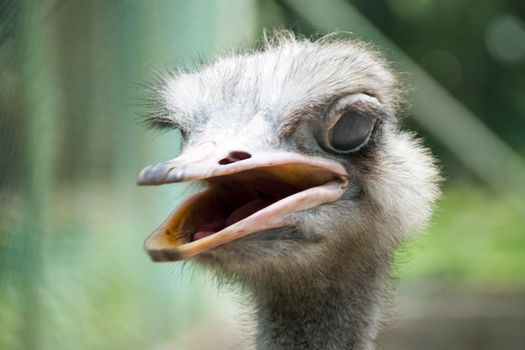 A angry Ostrich in Kuala Lumpur Birds Park