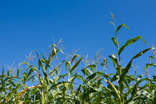 Corn plants against the background of a blue sky