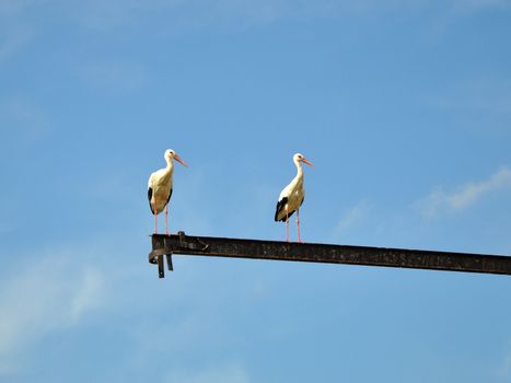 Two storks are on a metal beam