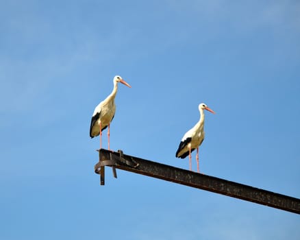 Two storks on a background of the blue sky