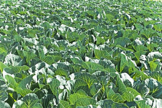 Many cabbage plants are growing on the field, fine sunny day