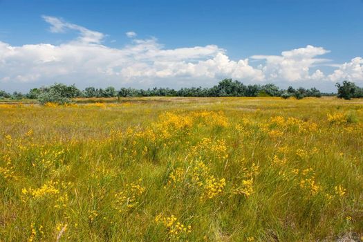 Various summer grass, wildflowers and on the meadow. Kinburn Spit, Ukraine