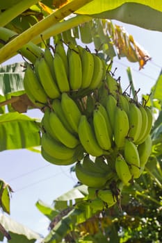 Green young bananas on top of it.