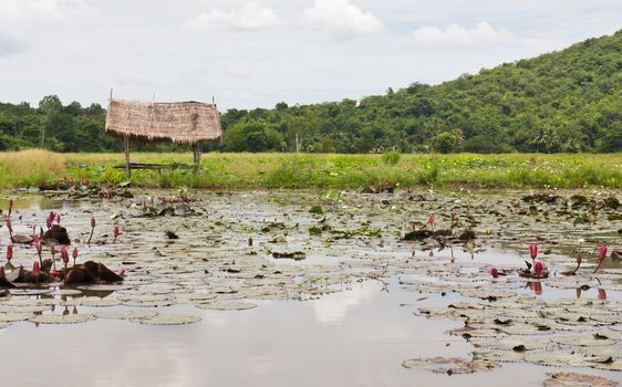 Hut gardeners planted lotus garden care