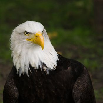 Bald eagle, national bird of USA, square cropped image