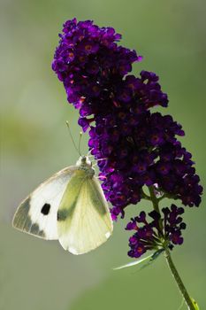 Large white with backlight on Butterfly bush flowers in summer