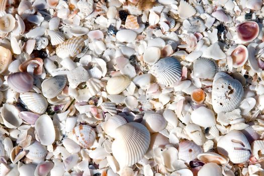 Seashells in mass on the beach on an island inflorida