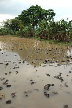 Field of rice paddies in tropical paradise