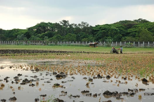 Field of rice paddies in tropical paradise