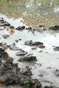 closeup picture of wet land that commonly found in ricefiled when ready to be planted