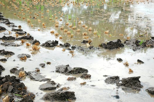 closeup picture of wet land that commonly found in ricefiled when ready to be planted
