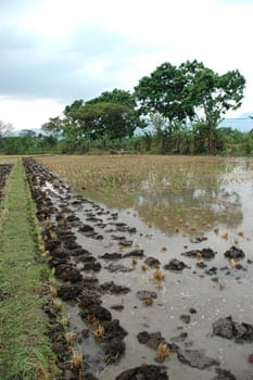 Field of rice paddies in tropical paradise
