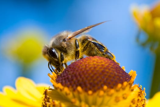 close-up a small bee collect nectar on blue sky background