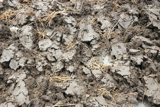 closeup picture of wet land that commonly found in ricefiled when ready to be planted