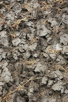 closeup picture of wet land that commonly found in ricefiled when ready to be planted