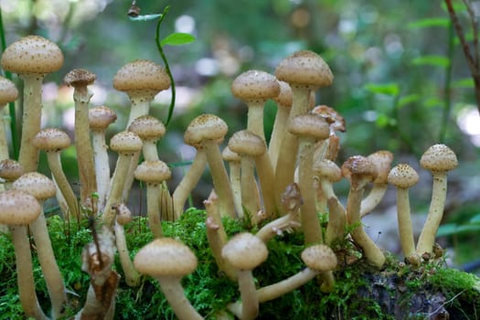 close-up many agaric honey fungus in forest