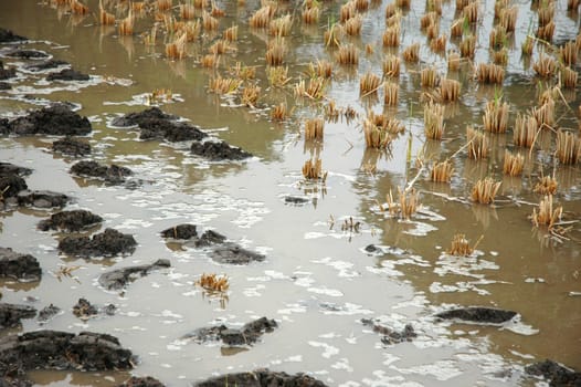 closeup picture of wet land that commonly found in ricefiled when ready to be planted