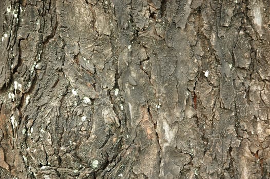 A Close Up Of Textured Tree Bark