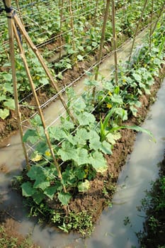 traditional farm land that planted with cucumber