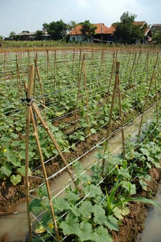 traditional farm land that planted with cucumber