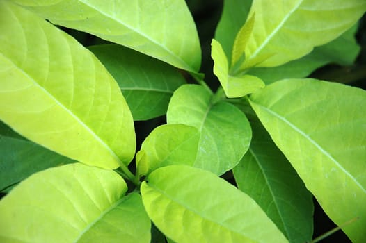 green leaf as background, suitable for environmental issue