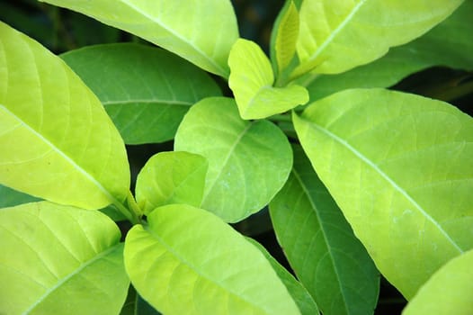 green leaf as background, suitable for environmental issue