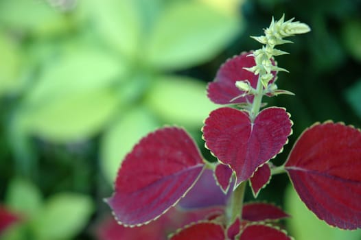 tropical flower that growth well in tropical climate