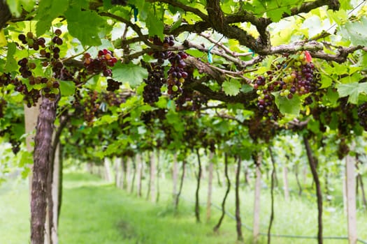 Red grape vine in the yard