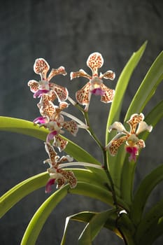 brown spotted orchid that growth well in indonesia