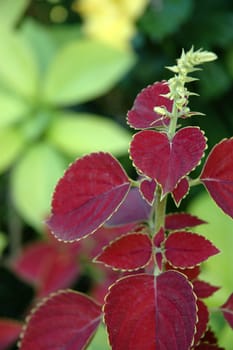 tropical flower that growth well in tropical climate