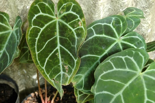 tropical flower that growth well in tropical climate