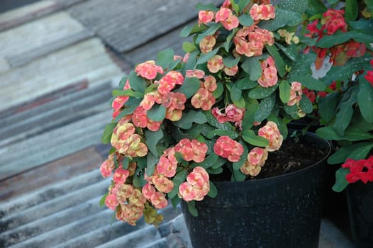 euphorbia flower that growth well in tropical climate