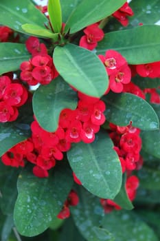 euphorbia flower that growth well in tropical climate