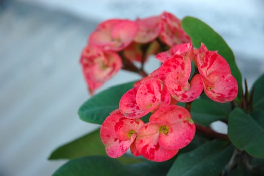 euphorbia flower that growth well in tropical climate