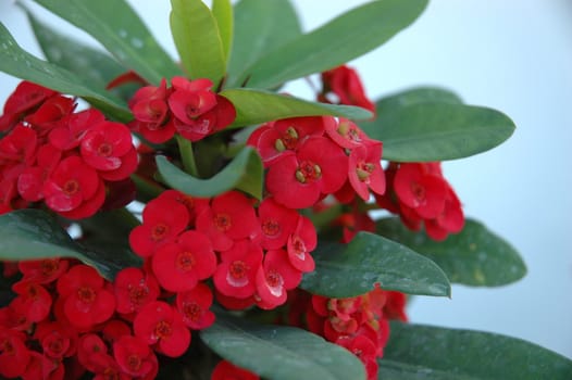 euphorbia flower that growth well in tropical climate