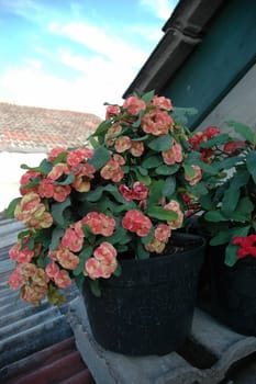 euphorbia flower that growth well in tropical climate