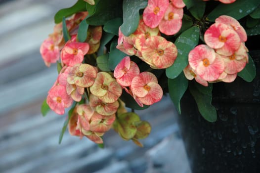 euphorbia flower that growth well in tropical climate