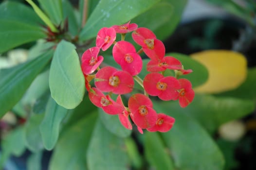 euphorbia flower that growth well in tropical climate